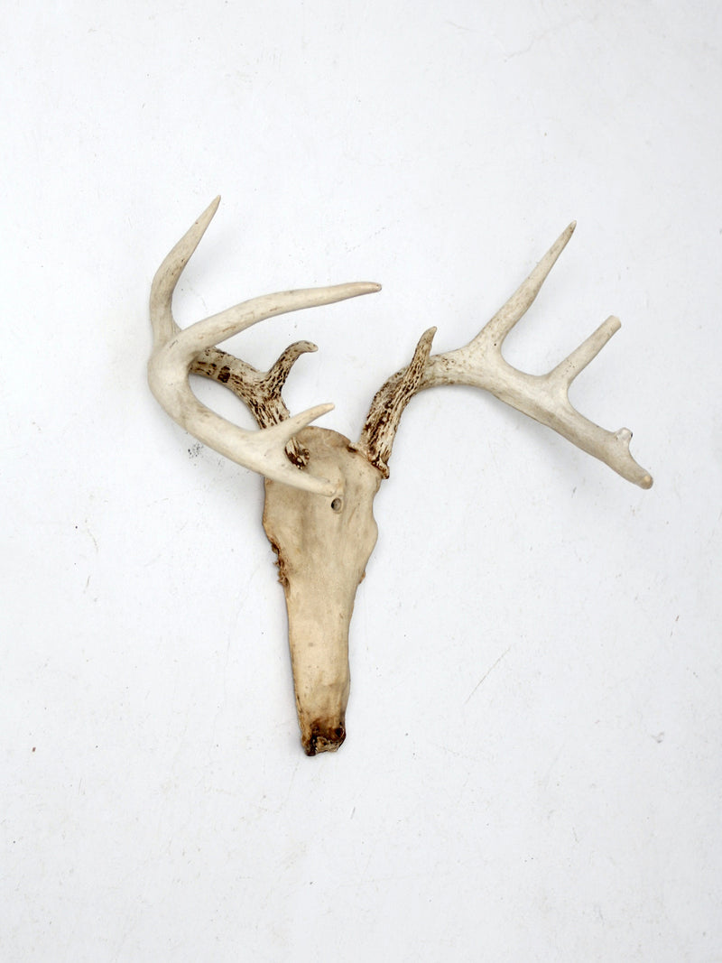 vintage deer skull with antlers