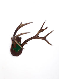 antique mounted antlers