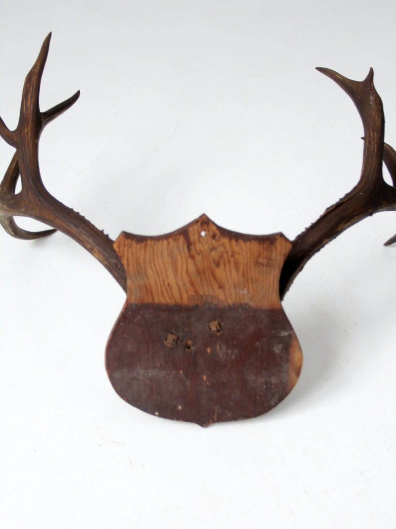 antique mounted antlers