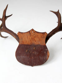antique mounted antlers