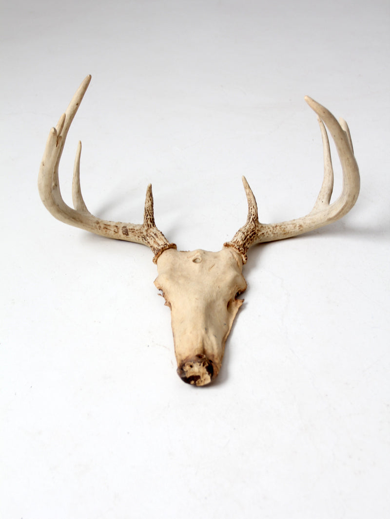 vintage deer skull with antlers