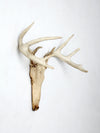 vintage deer skull with antlers