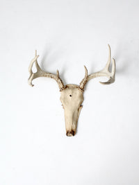 vintage deer skull with antlers