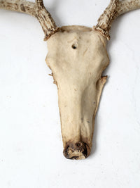 vintage deer skull with antlers