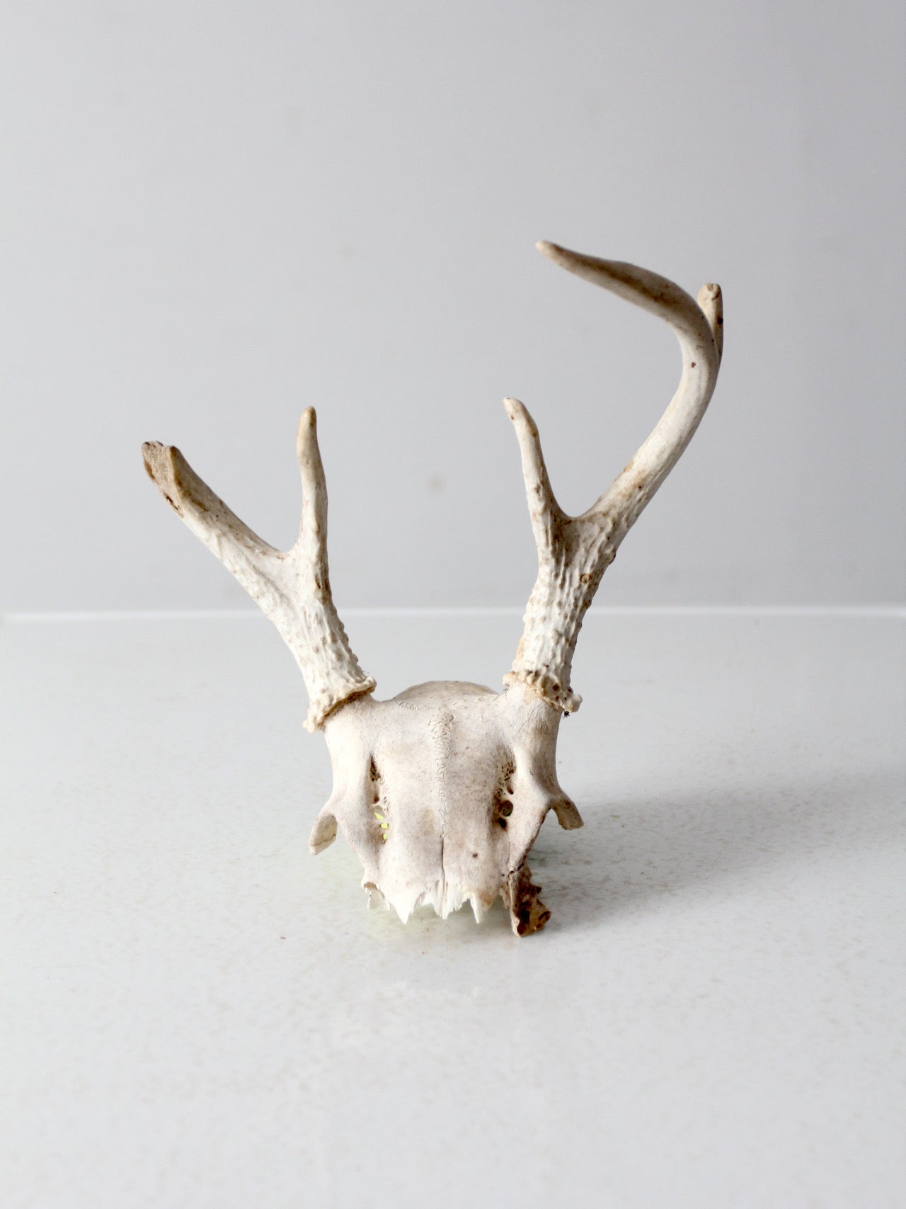 vintage small animal skull cap – 86 Vintage