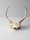 vintage deer skull with antlers
