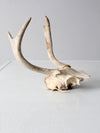vintage deer skull with antlers