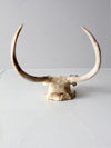 vintage deer skull with antlers