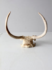 vintage deer skull with antlers
