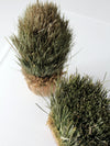 vintage decorative dried grass topiaries pair