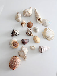 vintage collected seashell collection