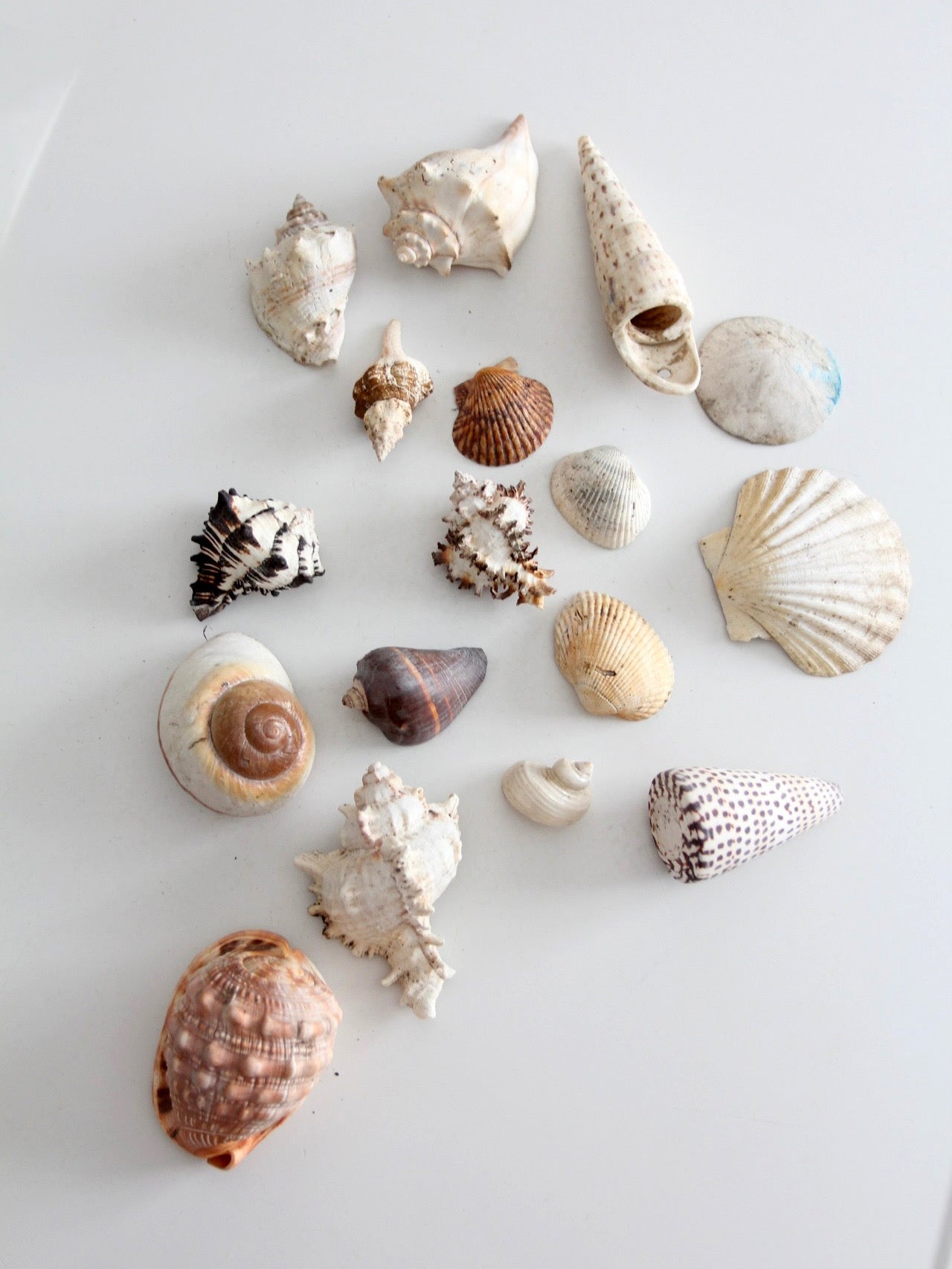vintage collected seashell collection