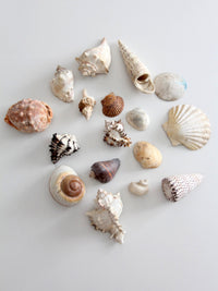 vintage collected seashell collection