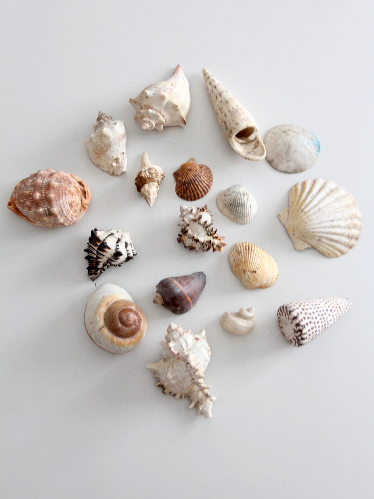 vintage collected seashell collection