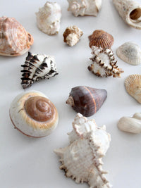 vintage collected seashell collection