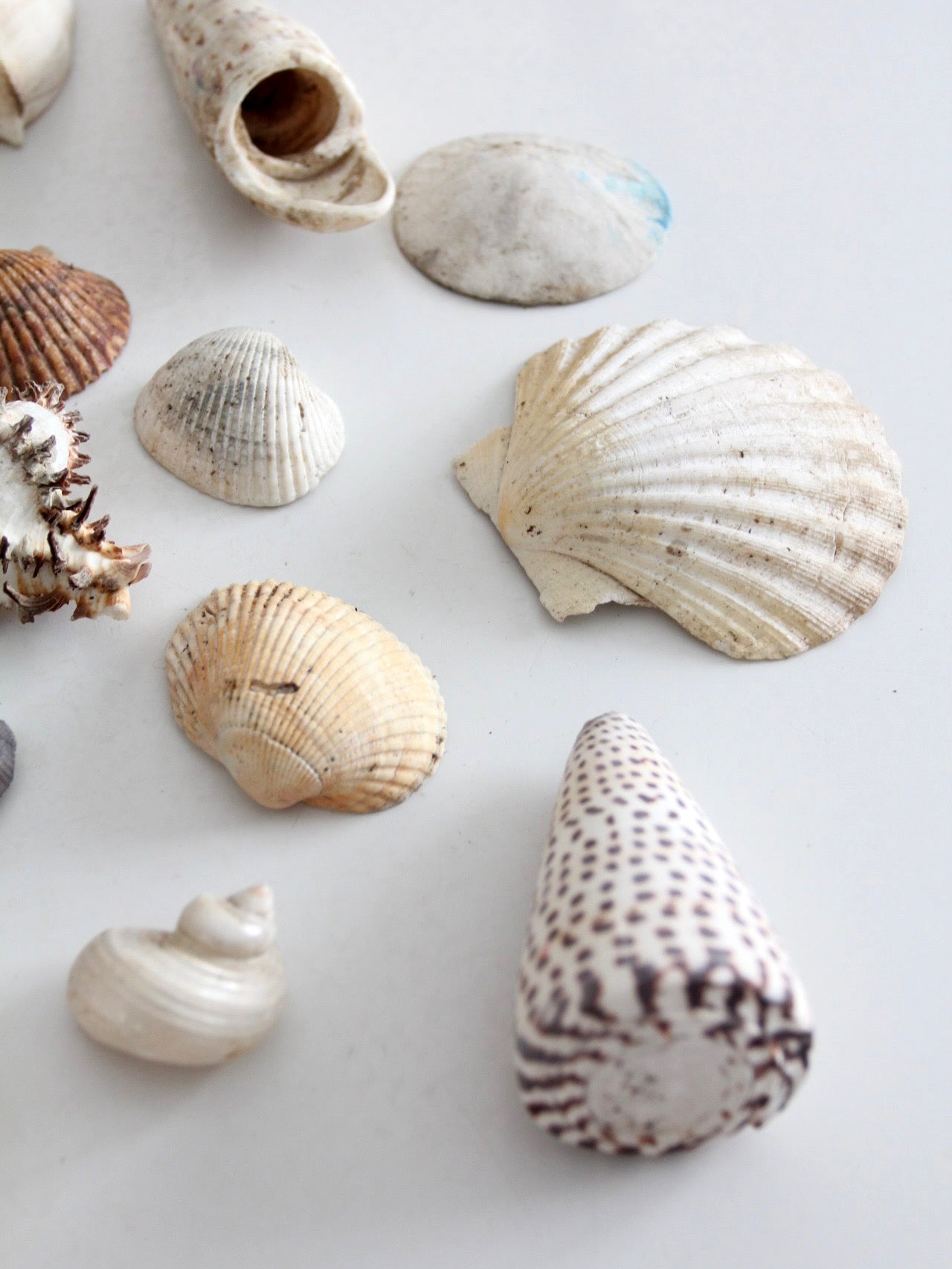 vintage collected seashell collection – 86 Vintage