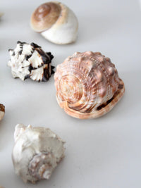 vintage collected seashell collection