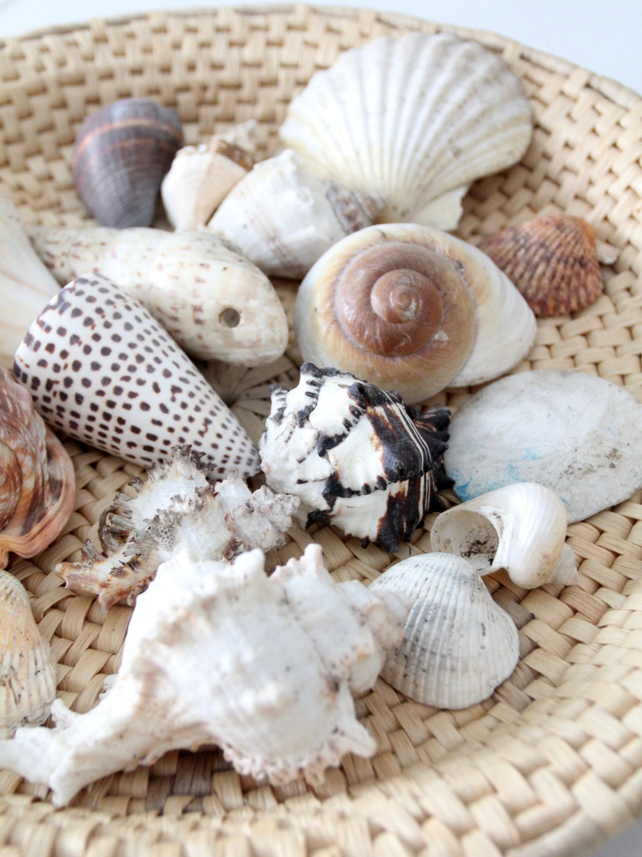 vintage collected seashell collection
