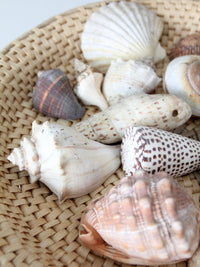 vintage collected seashell collection