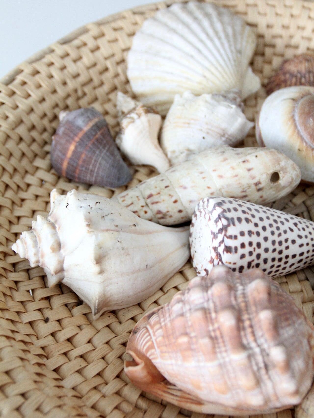 vintage collected seashell collection