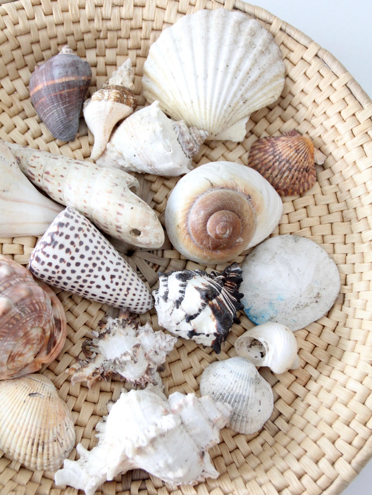 vintage collected seashell collection