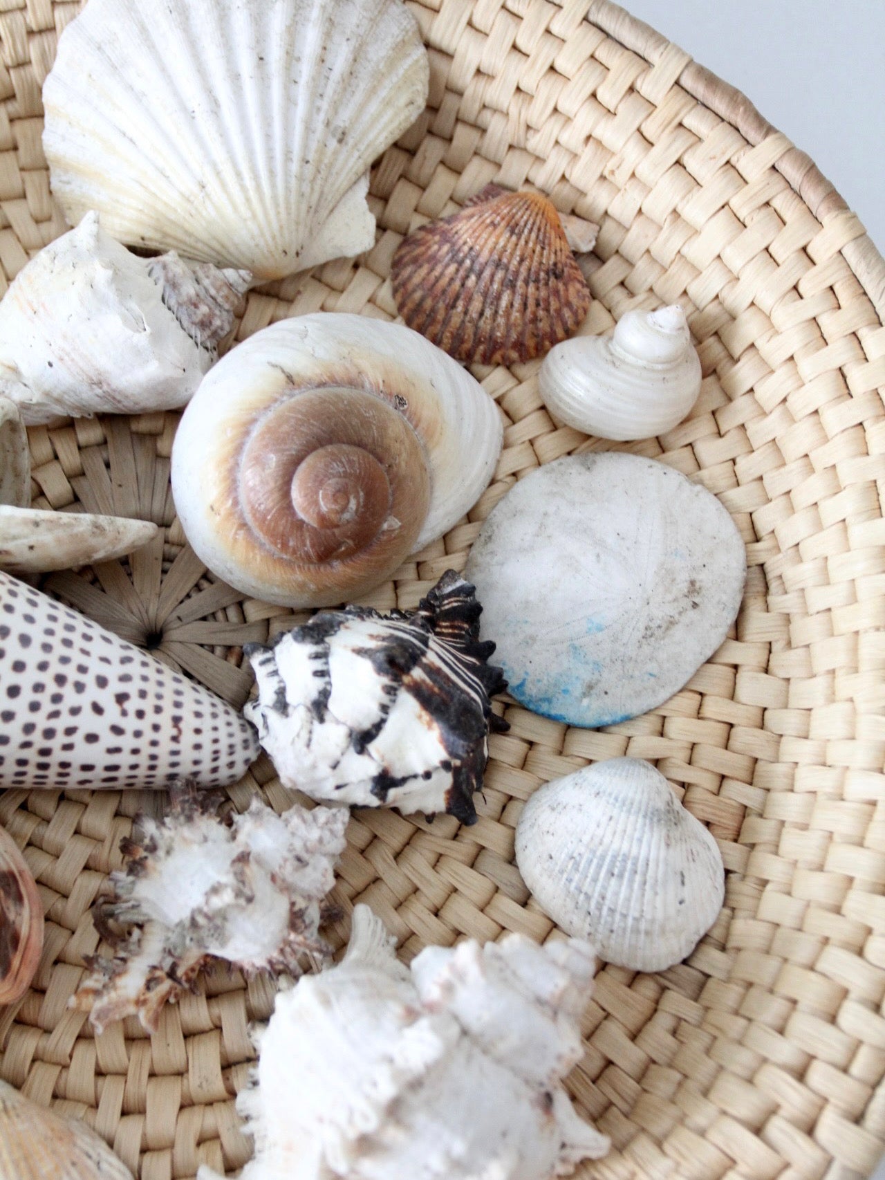 vintage collected seashell collection