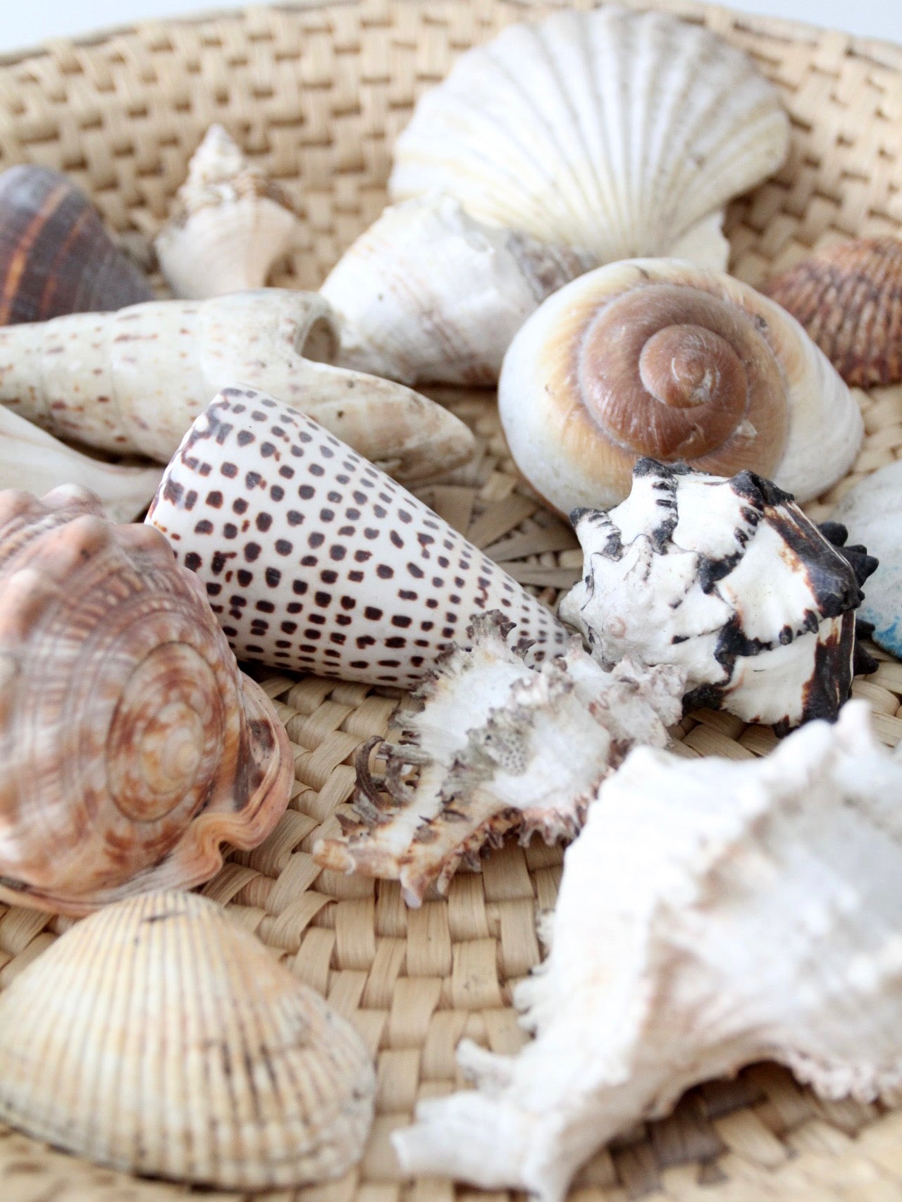 vintage collected seashell collection