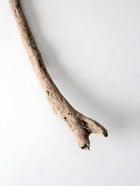 natural driftwood display sculpture