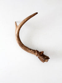 vintage natural deer antler