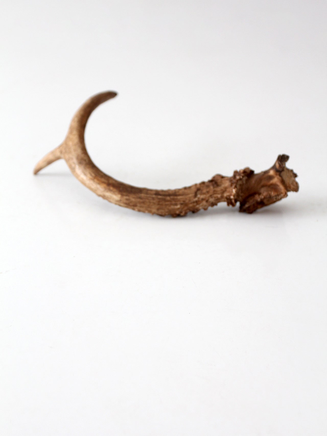 vintage natural deer antler