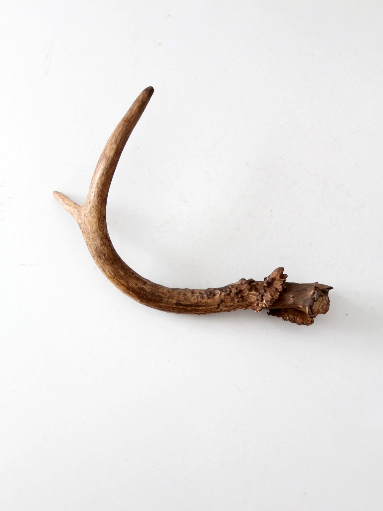 vintage natural deer antler