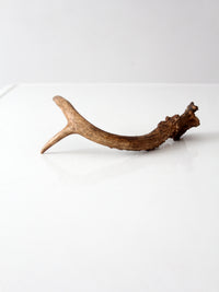 vintage natural deer antler