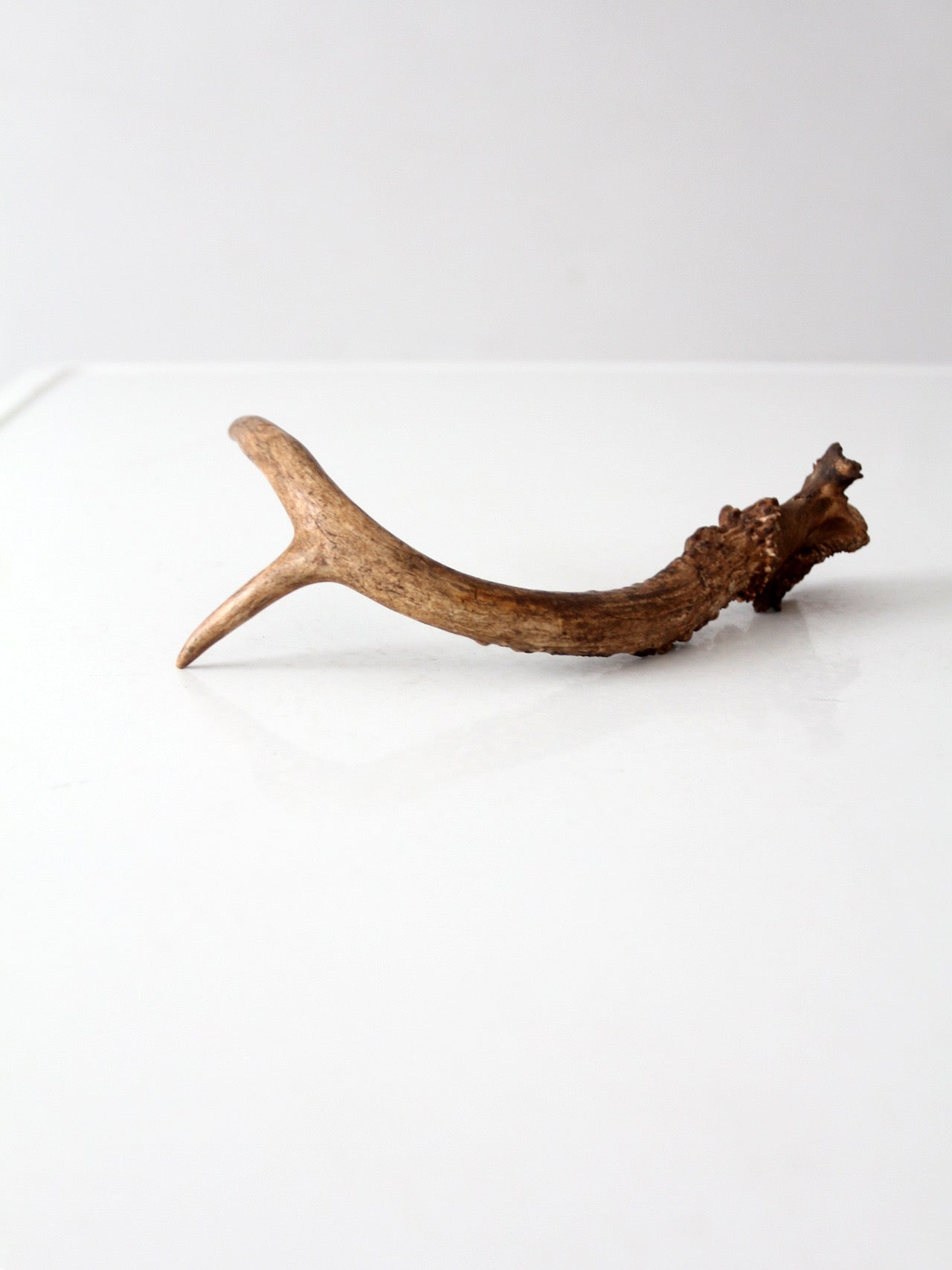 vintage natural deer antler