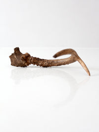 vintage natural deer antler