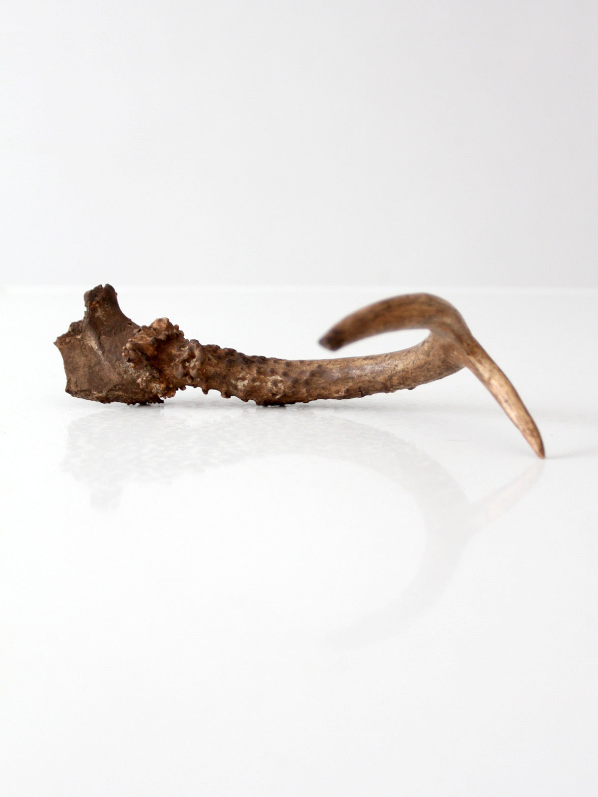 vintage natural deer antler