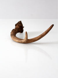 vintage natural deer antler