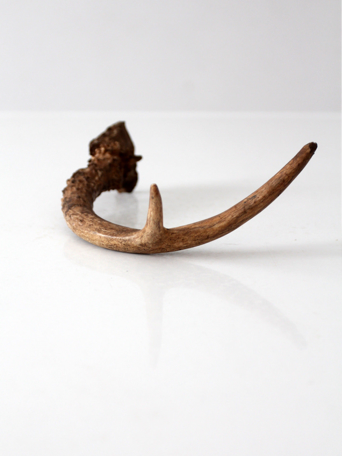 vintage natural deer antler