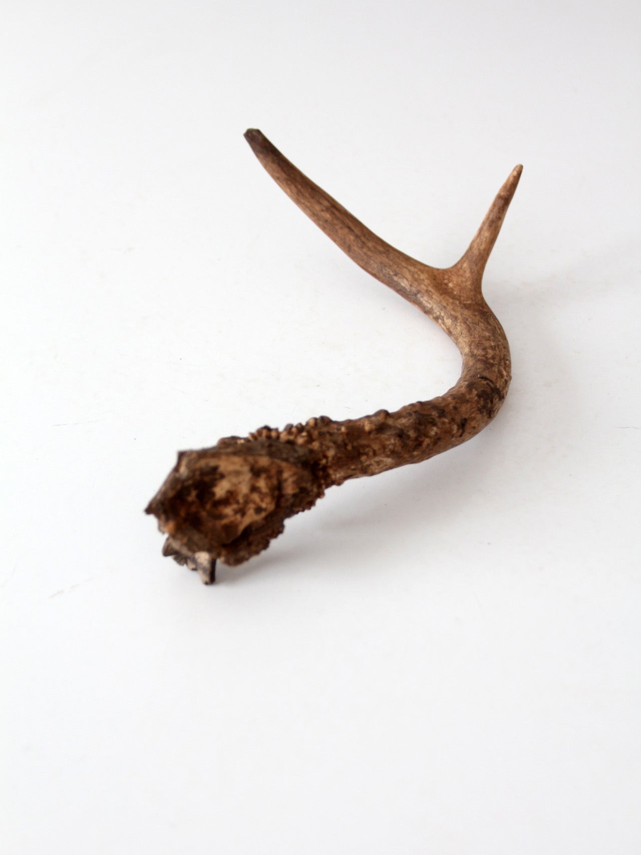 vintage natural deer antler