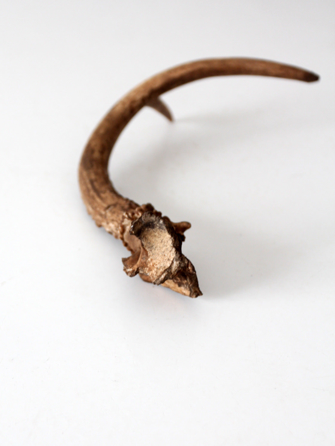 vintage natural deer antler
