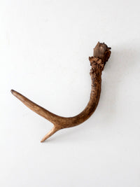 vintage natural deer antler