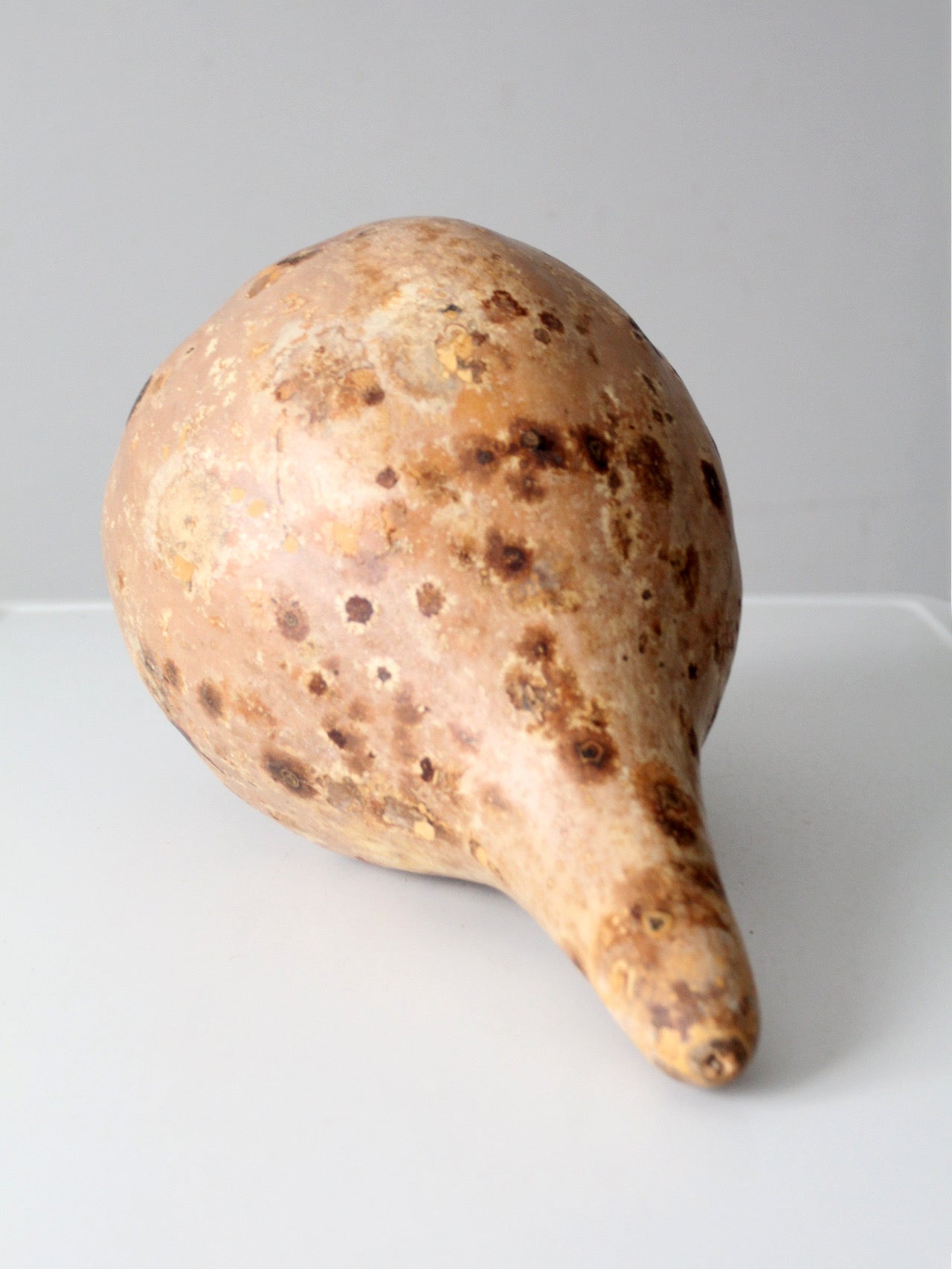 large vintage dried gourd