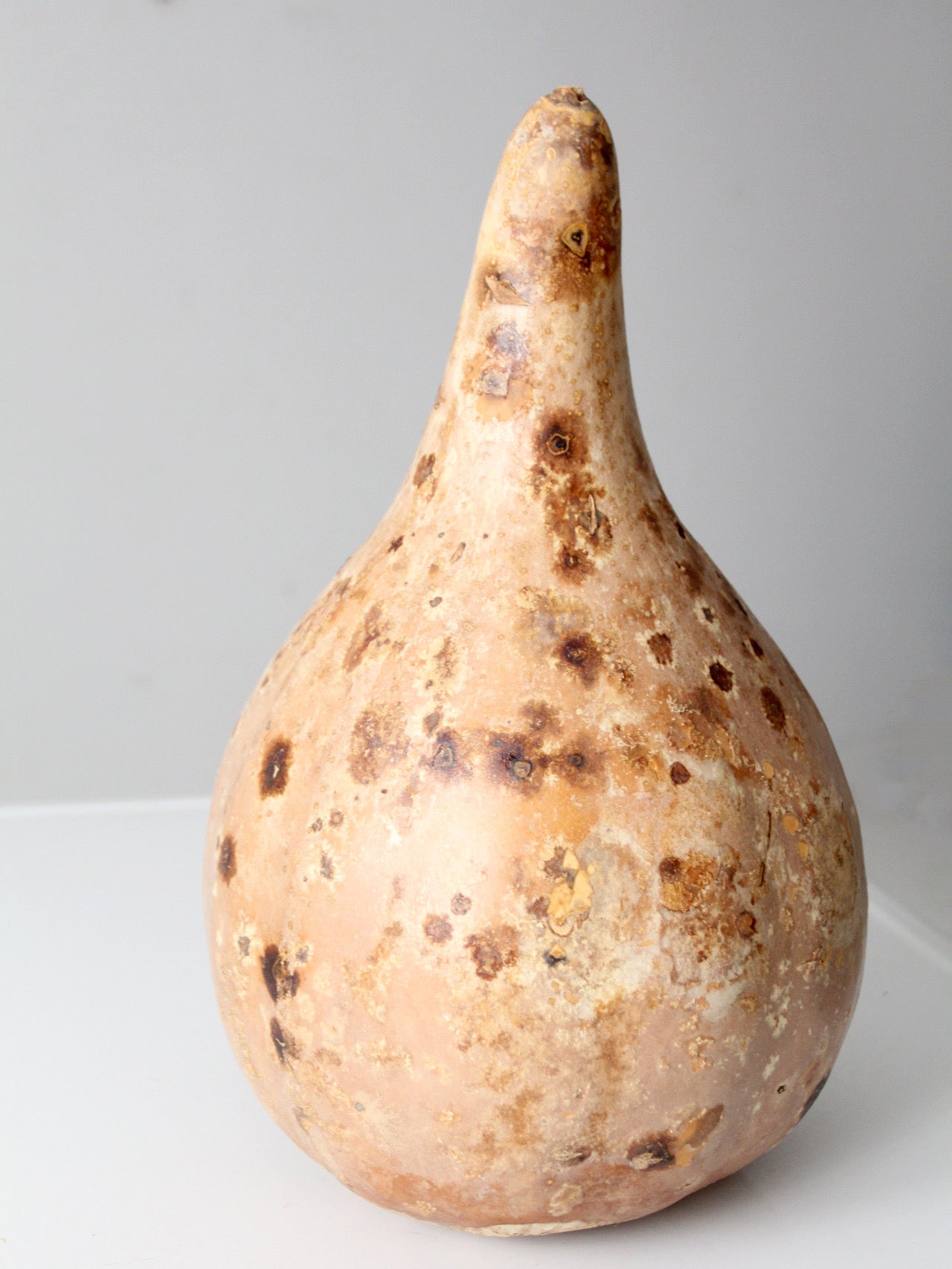 large vintage dried gourd