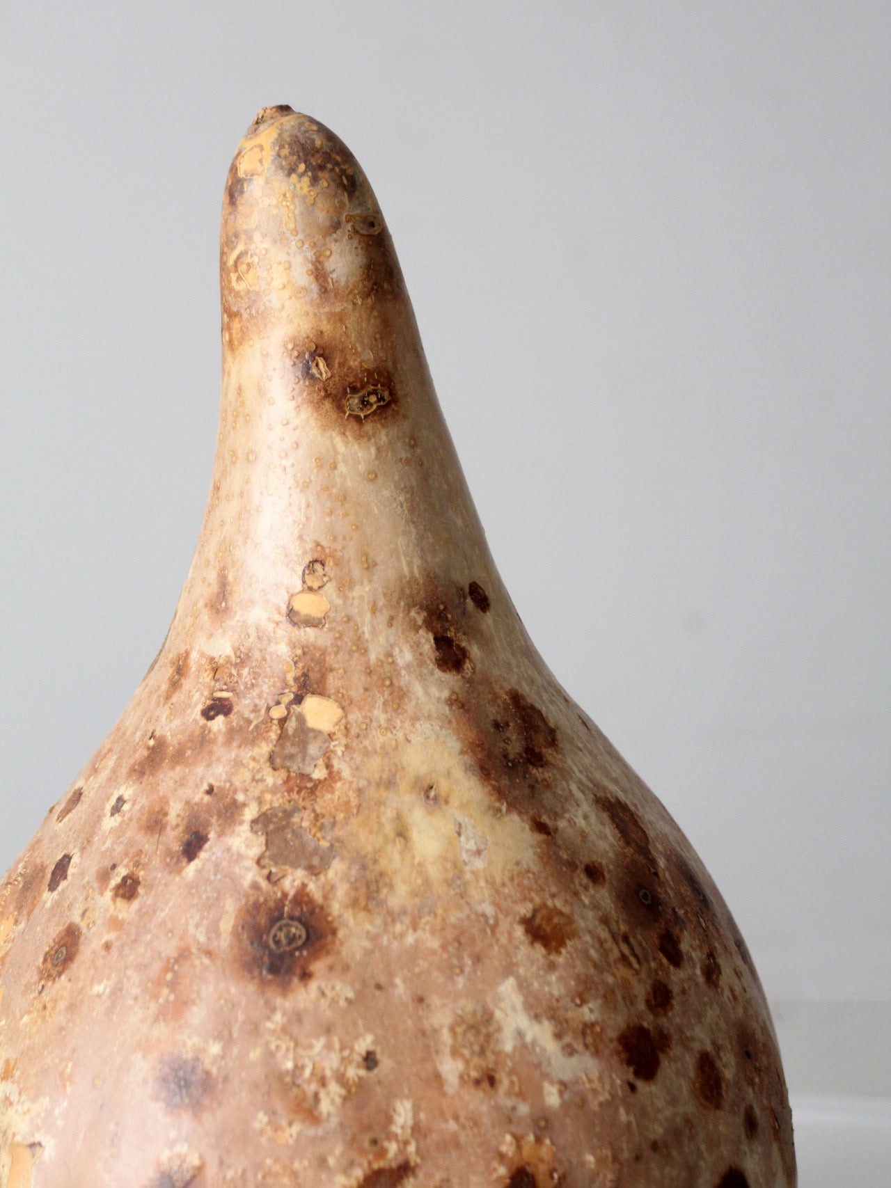 large vintage dried gourd