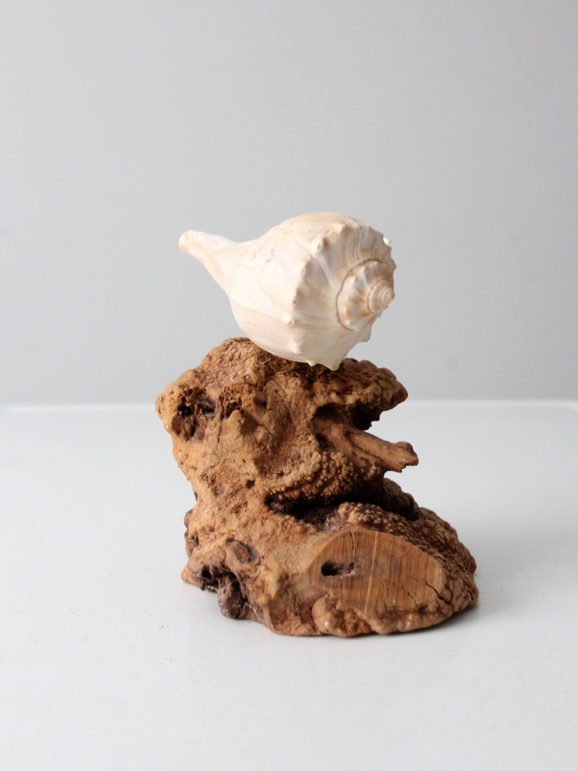 mid-century burl wood shell candle sculpture