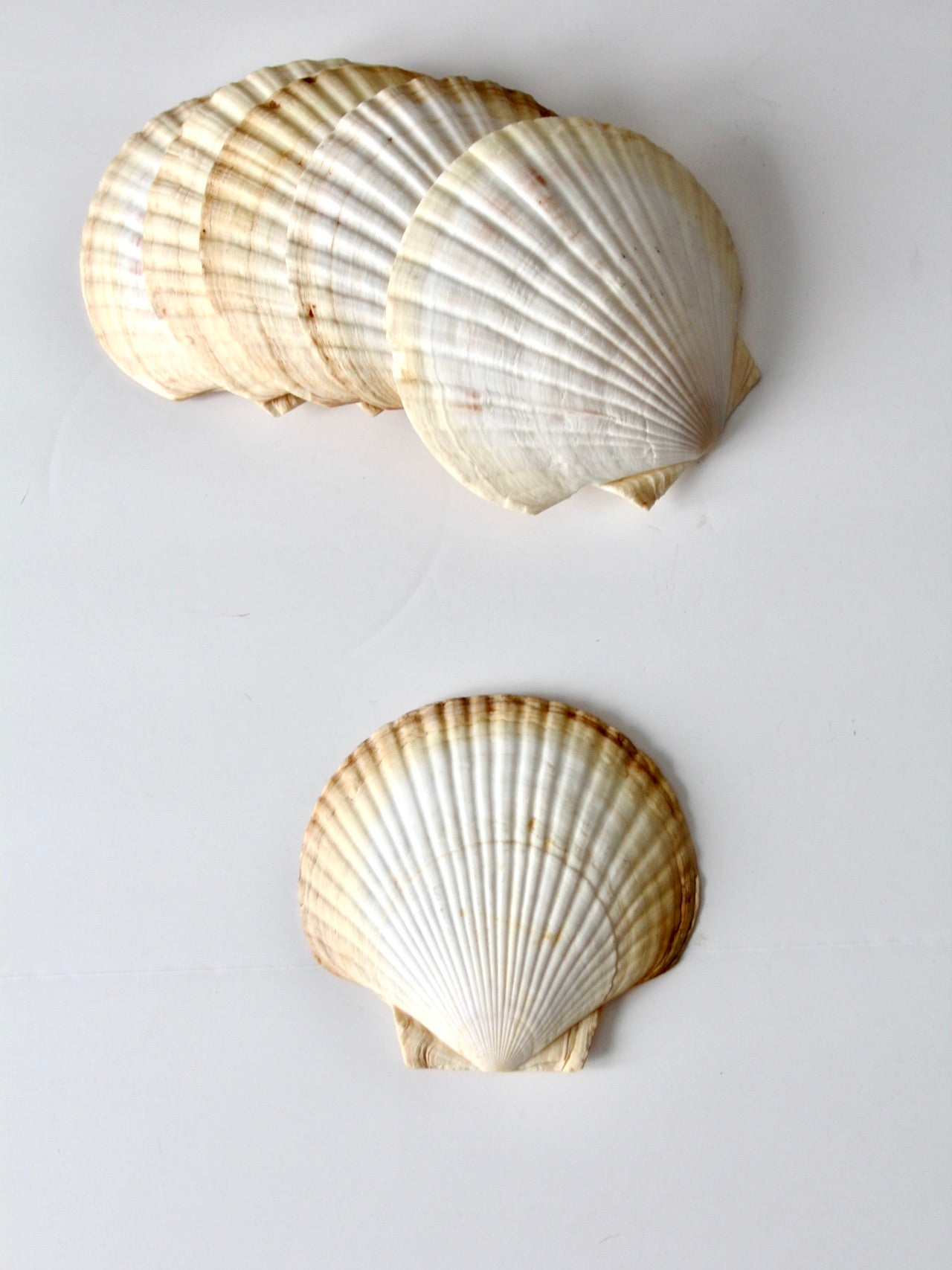 vintage large scallop sea shell
