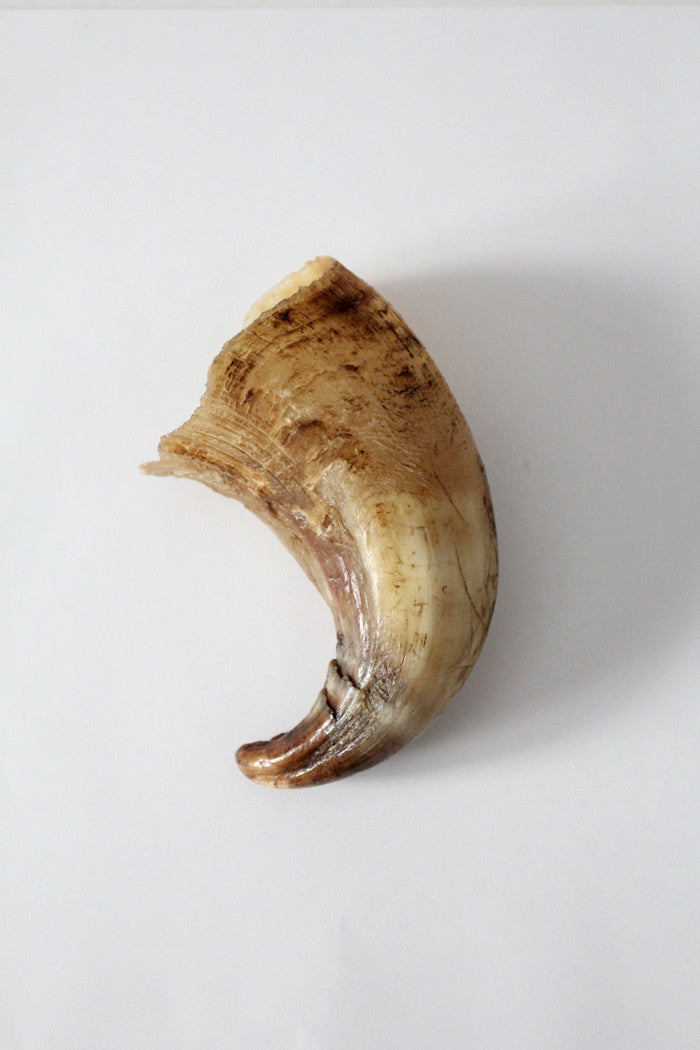 vintage bull cow horn