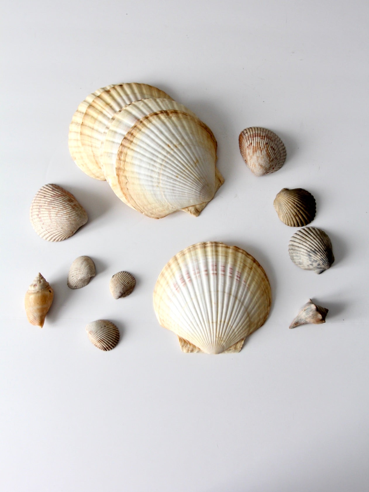 vintage large scallop sea shell
