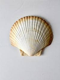 vintage large scallop sea shell