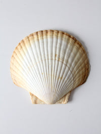 vintage large scallop sea shell