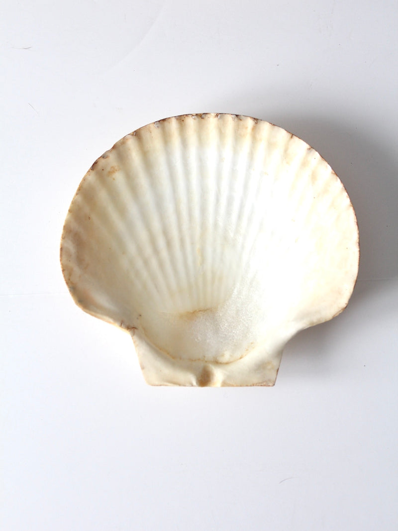 vintage large scallop sea shell